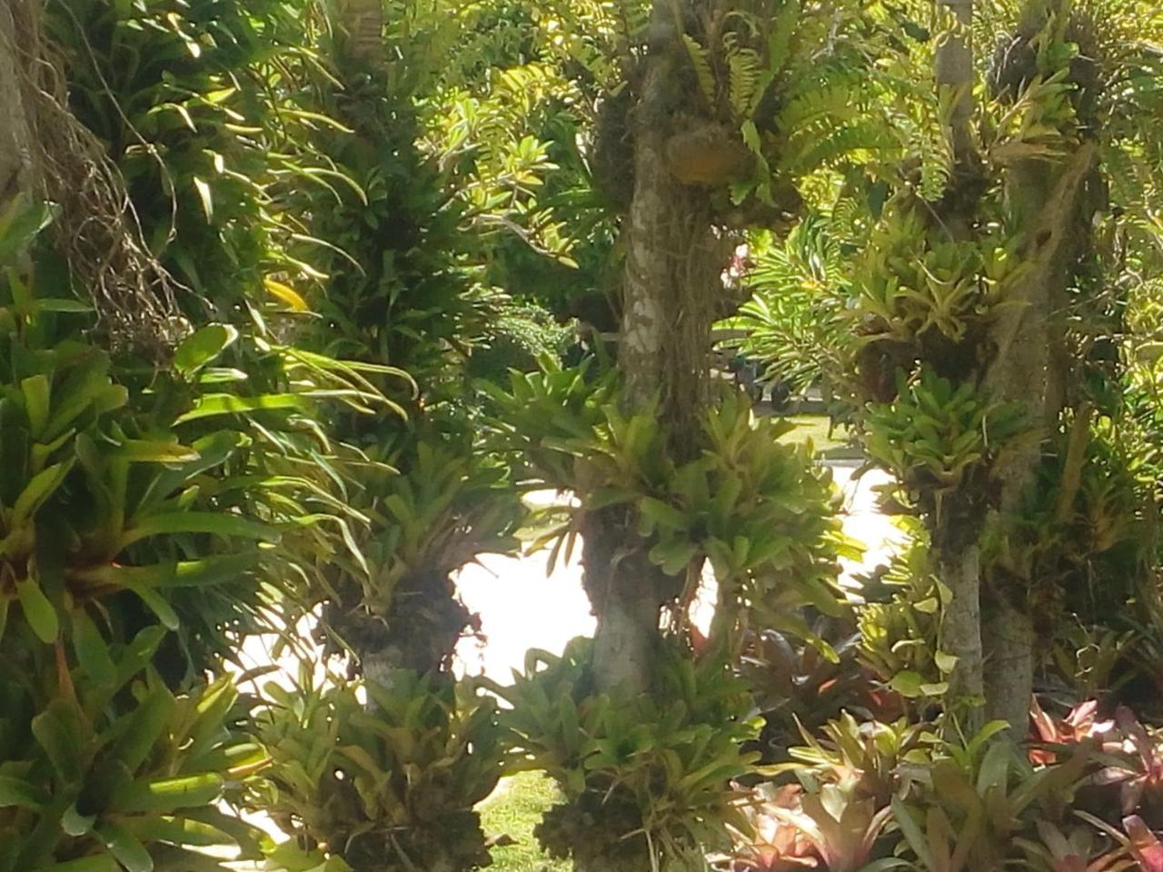 Ya Teng Homestay Ban Tha Sai Esterno foto